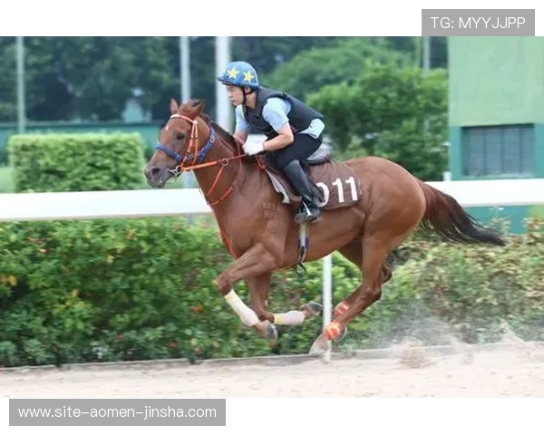 澳门赛马最新赛事时间表及投注指南详细解析